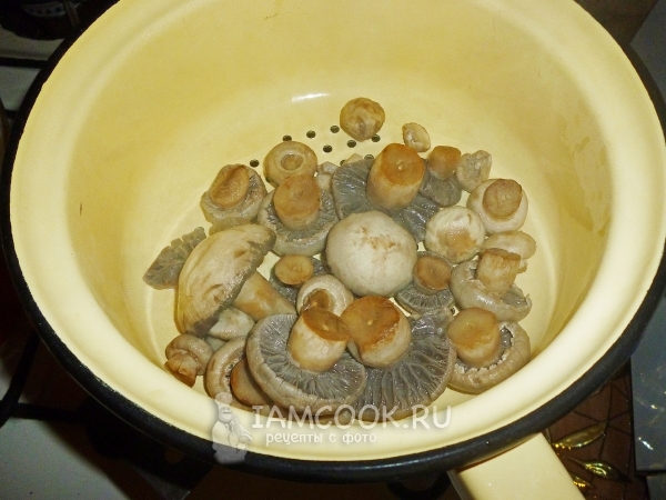 Dobre os cogumelos em uma peneira