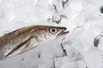 małe ryby na lodzie
